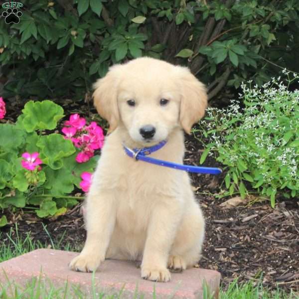 Sparky, Golden Retriever Mix Puppy